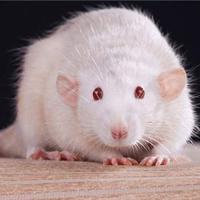 糖尿病眼病模型