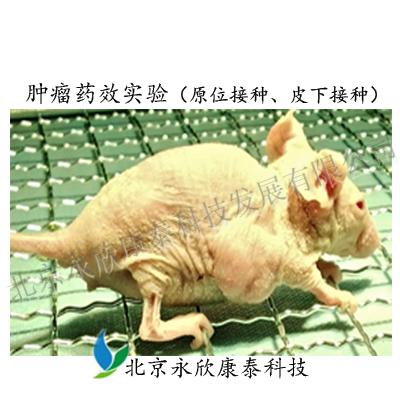 免疫缺陷鼠肿瘤药效实验（皮下、原位）