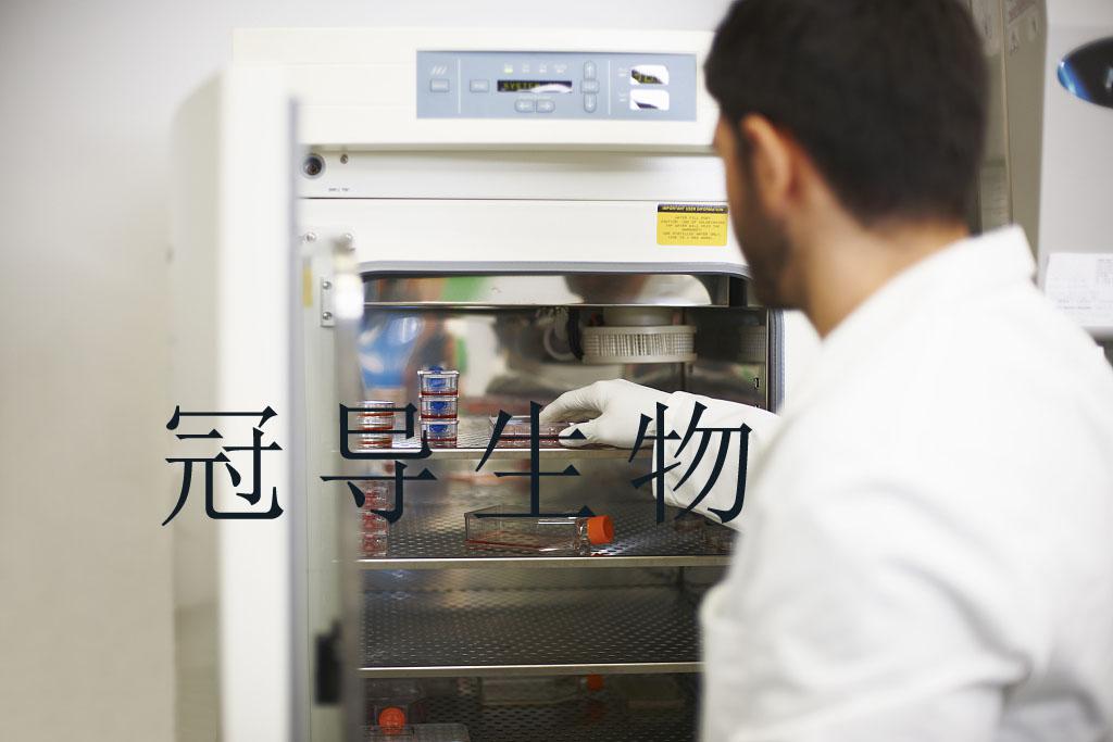 HA1800细胞系;正常星形胶质传代细胞