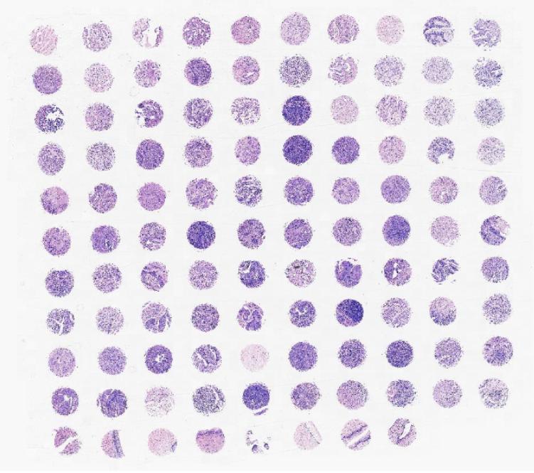 组织切片、芯片全片扫描