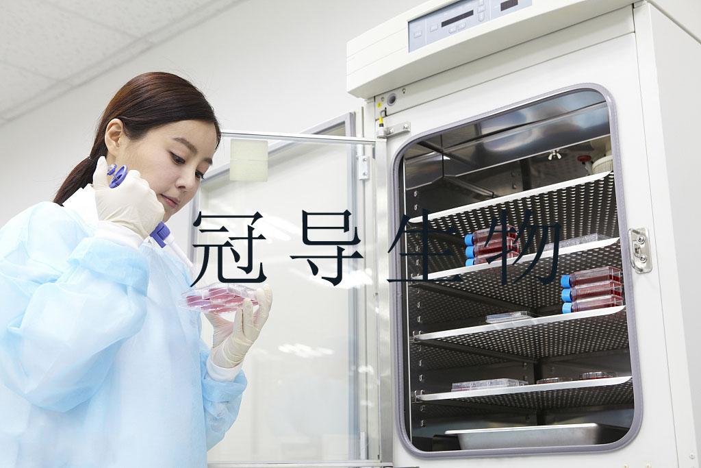 HuLEC-5a Passage Cells人肺微血管内皮传代细胞