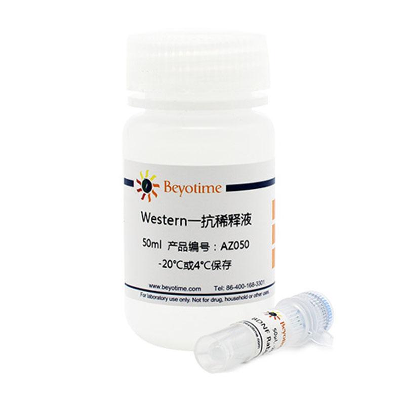 Glycogen synthase Rabbit Monoclonal Antibody