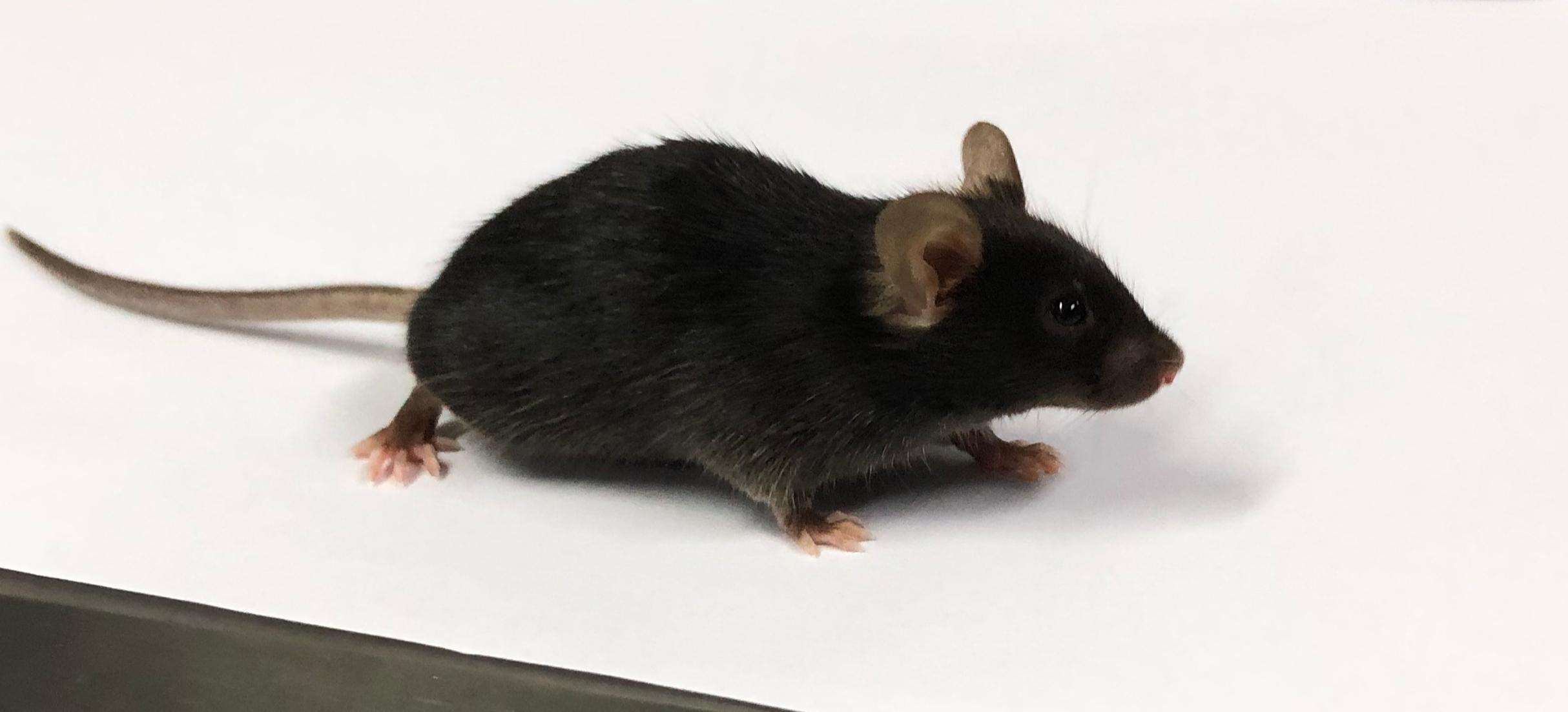 非酒精性脂肪肝大鼠模型