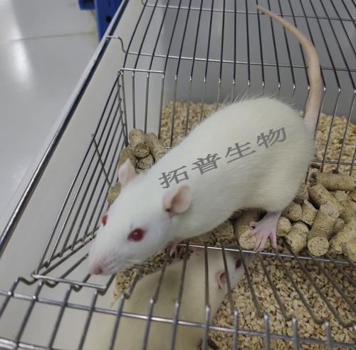 肝缺血再灌注损伤模型