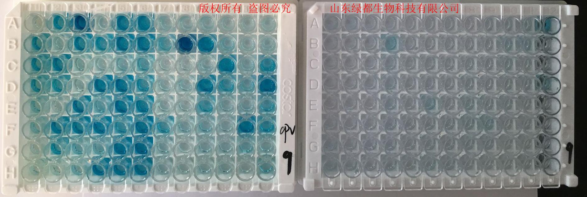 鼠抗牛疱疹病毒单克隆抗体
