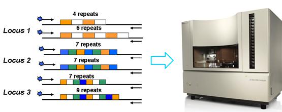 细胞STR鉴定鉴定服务