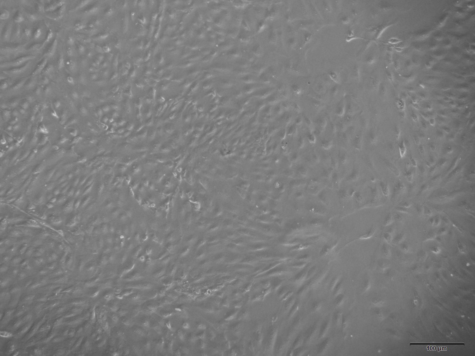 大鼠甲状腺上皮细胞