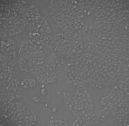 大鼠胃粘膜上皮细胞