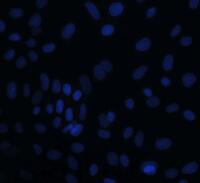 大鼠表皮角质形成层细胞