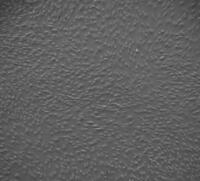 大鼠角膜上皮细胞