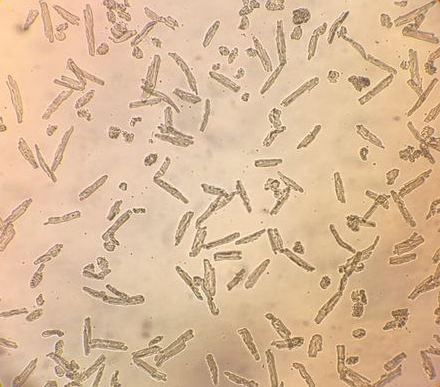 小鼠心肌细胞（成年）