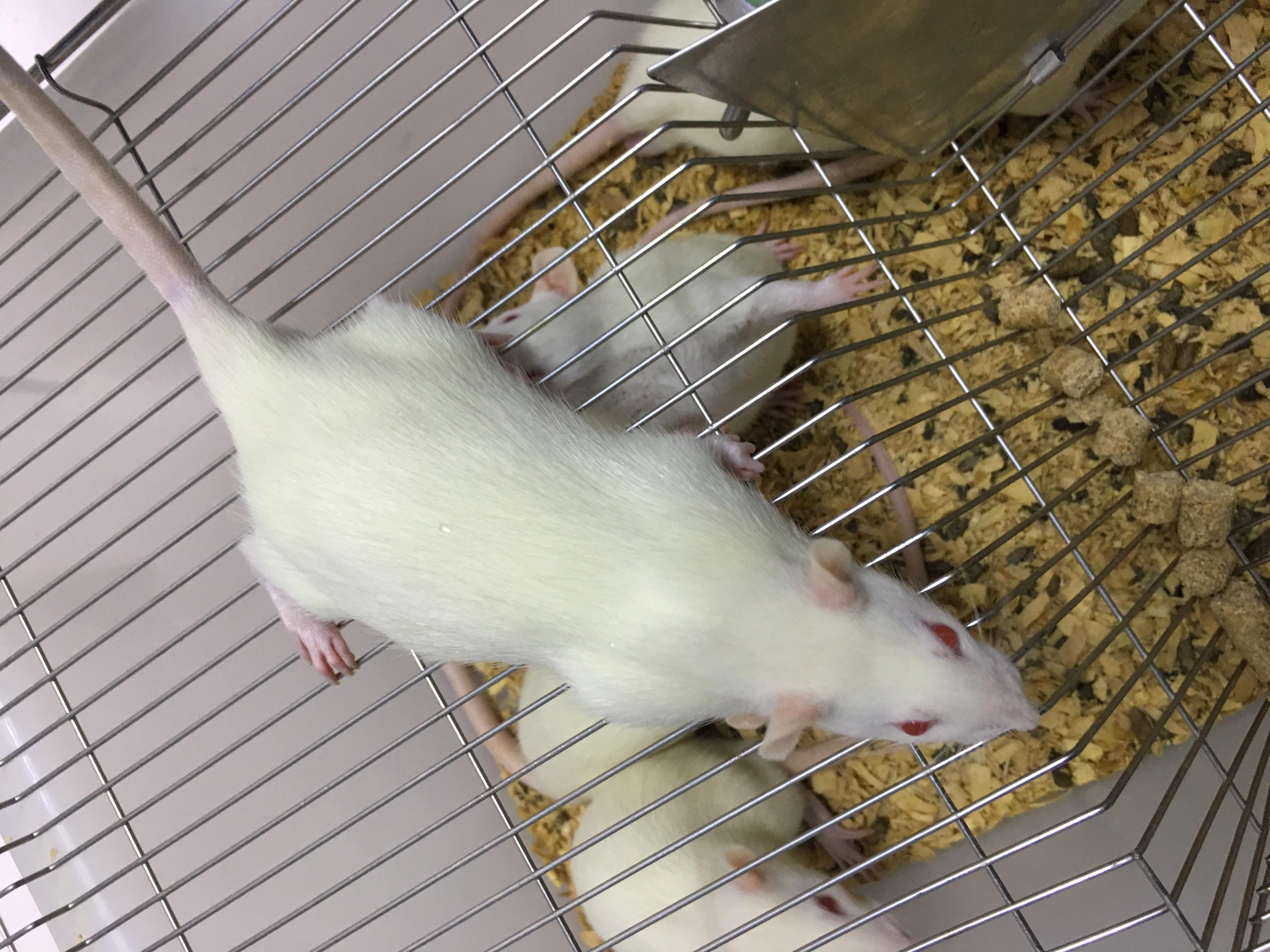 子宫内膜异位症动物模型