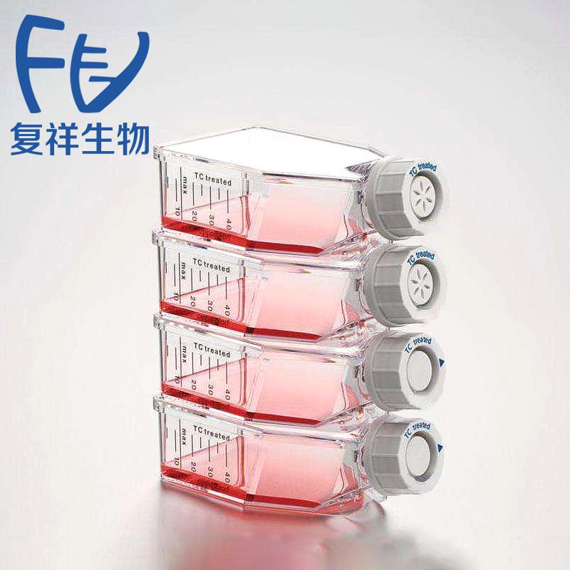 SW579 人甲状腺鳞癌细胞