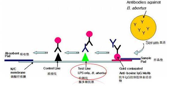 羊抗小鼠IgG-RBITC