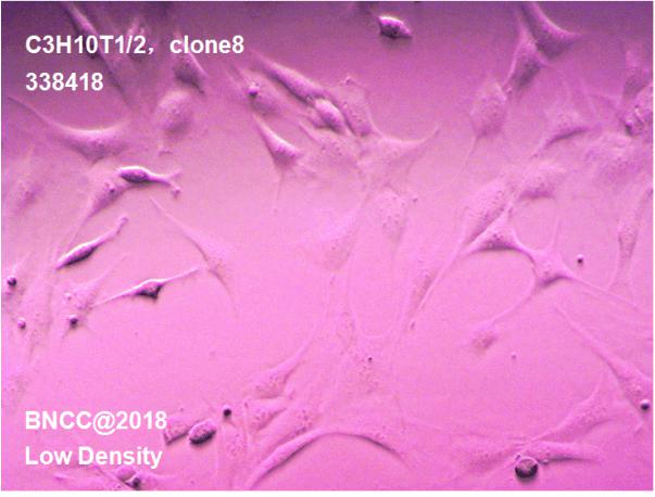 小鼠胚胎成纤维细胞