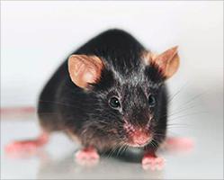 APP/PS1小鼠（老年痴呆症模型）