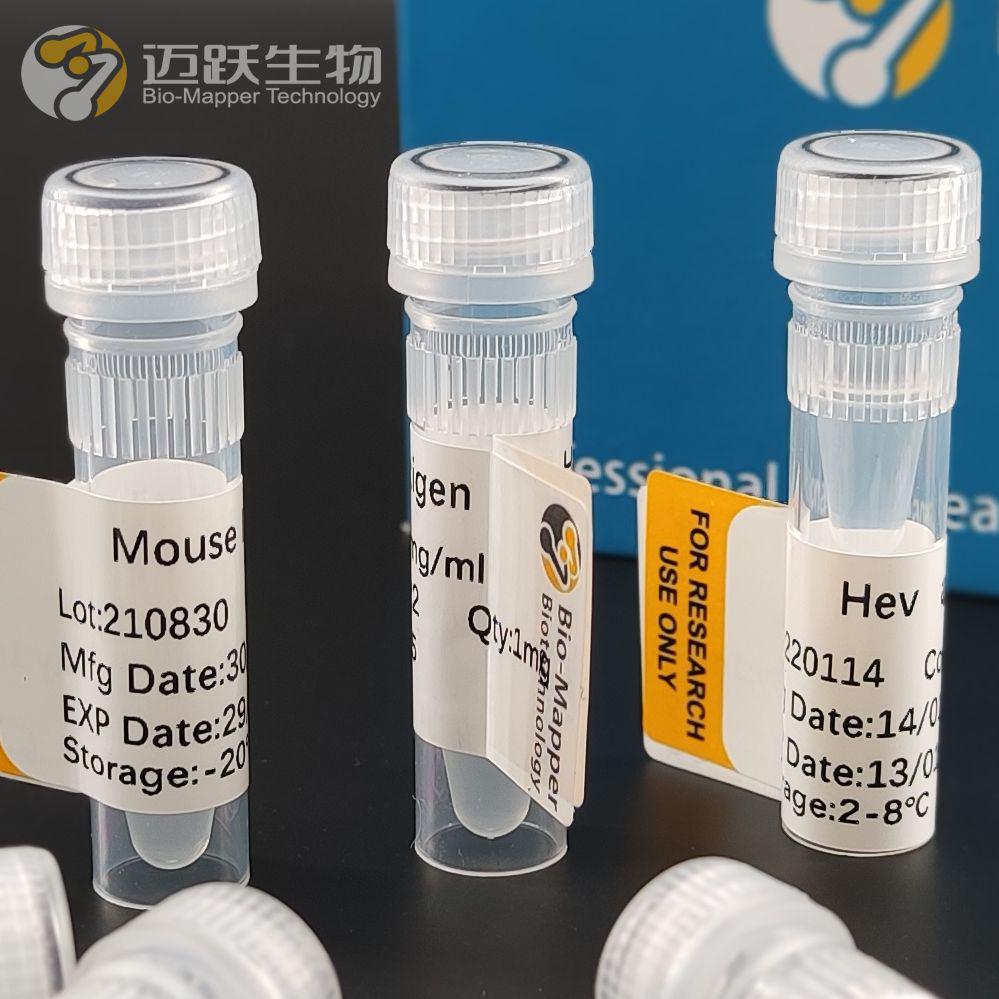 狂犬病毒抗原/Rv抗原/Rabies Antigen