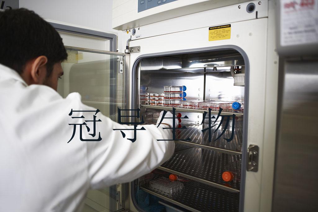 WISH：人羊膜贴壁细胞|完全培养基