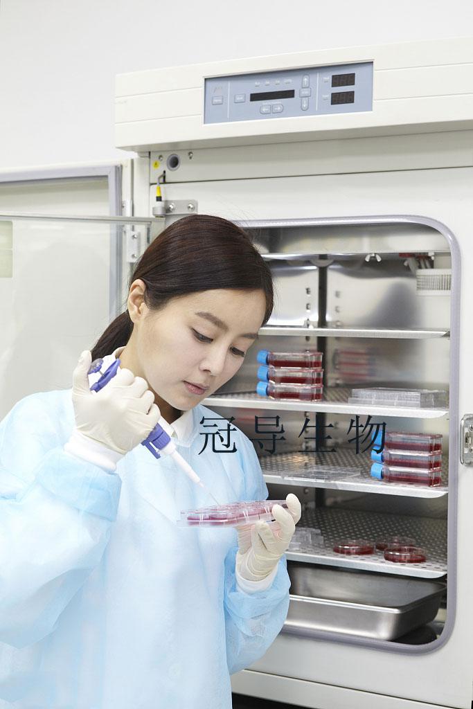 ST：猪睾丸贴壁细胞|完全培养基