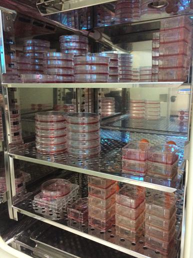 小鼠附睾脂肪干细胞（永生化）