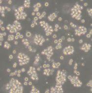 人表皮角质细胞HEK-A