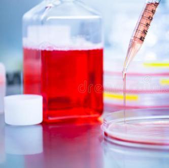 原代上皮细胞培养基