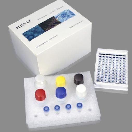 人CXC趋化因子受体1(CXCR1)ELISA Kit