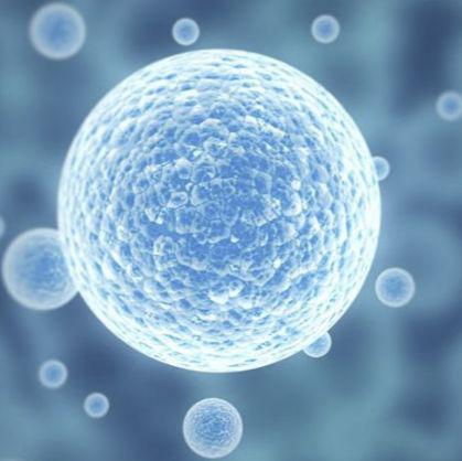 RTMC 大鼠小梁网细胞