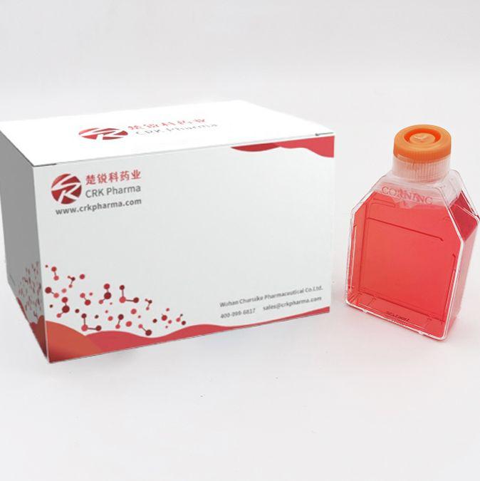 MC3T3-E1 Subclone 24 (小鼠胚胎成骨细胞前体细胞) (STR鉴定正确)