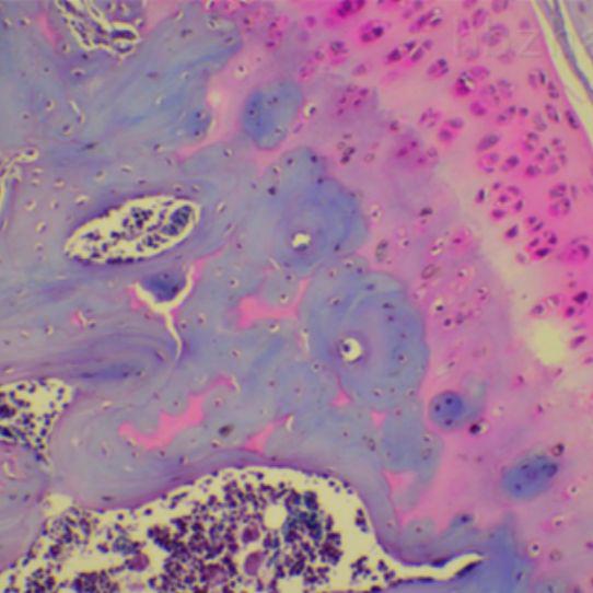 病理特殊染色实验