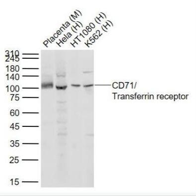 转铁蛋白受体/CD71重组兔单克隆抗体