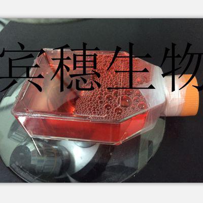 EMT-6小鼠乳腺癌细胞系全年优惠