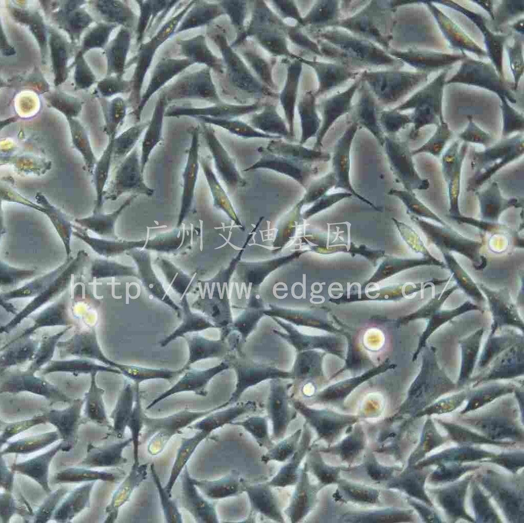 4T1/小鼠乳腺癌细胞