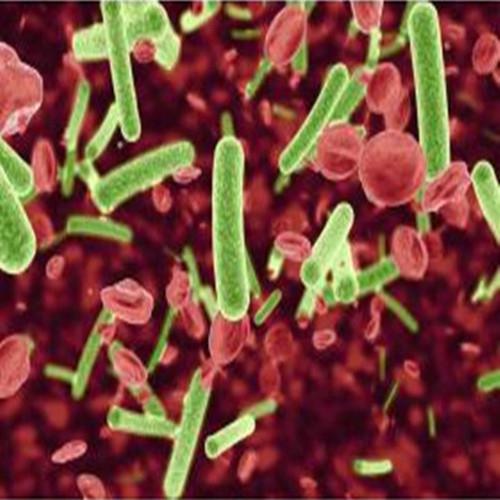 4T1（人乳腺癌细胞）