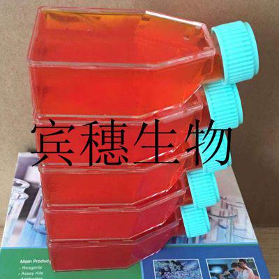 Bovine ENDometrial cells Cells;牛子宫内膜上皮体外克隆细胞|配套完全培养基