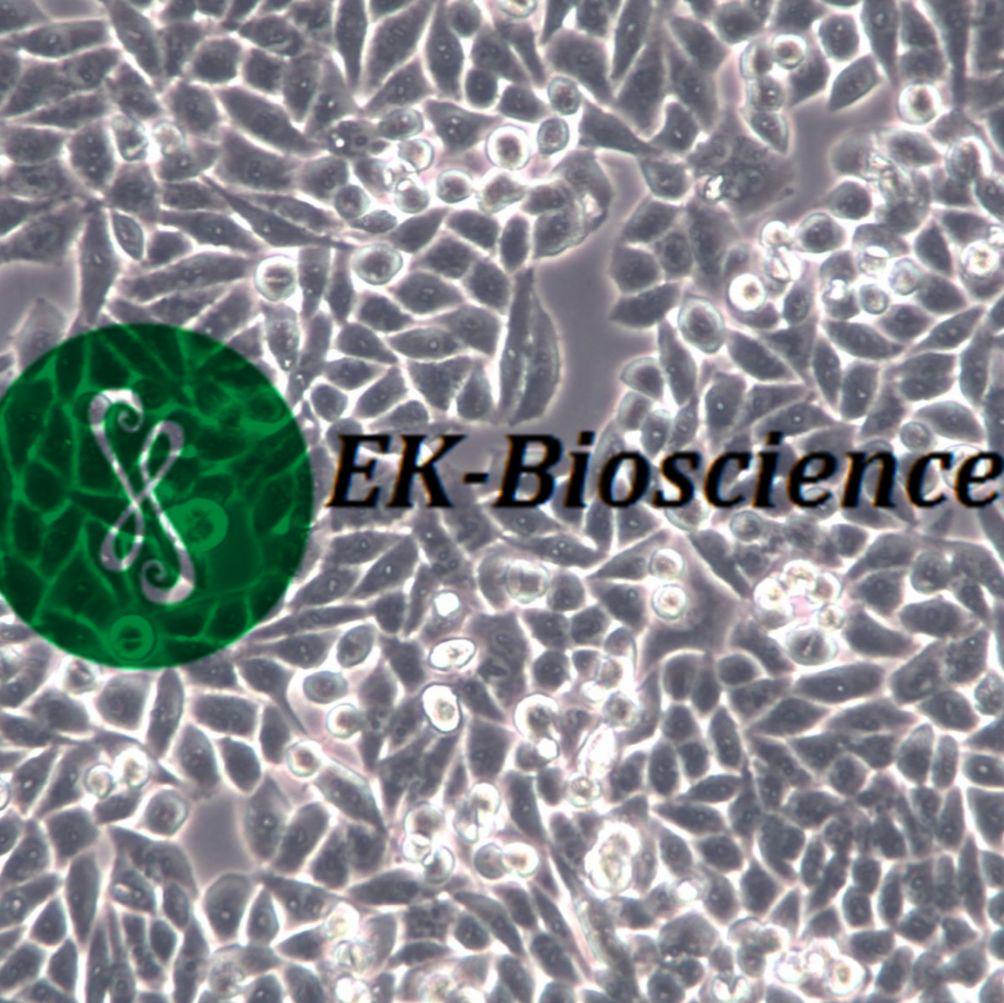 COLO 205 结肠癌细胞、COLO 205 结肠癌细胞