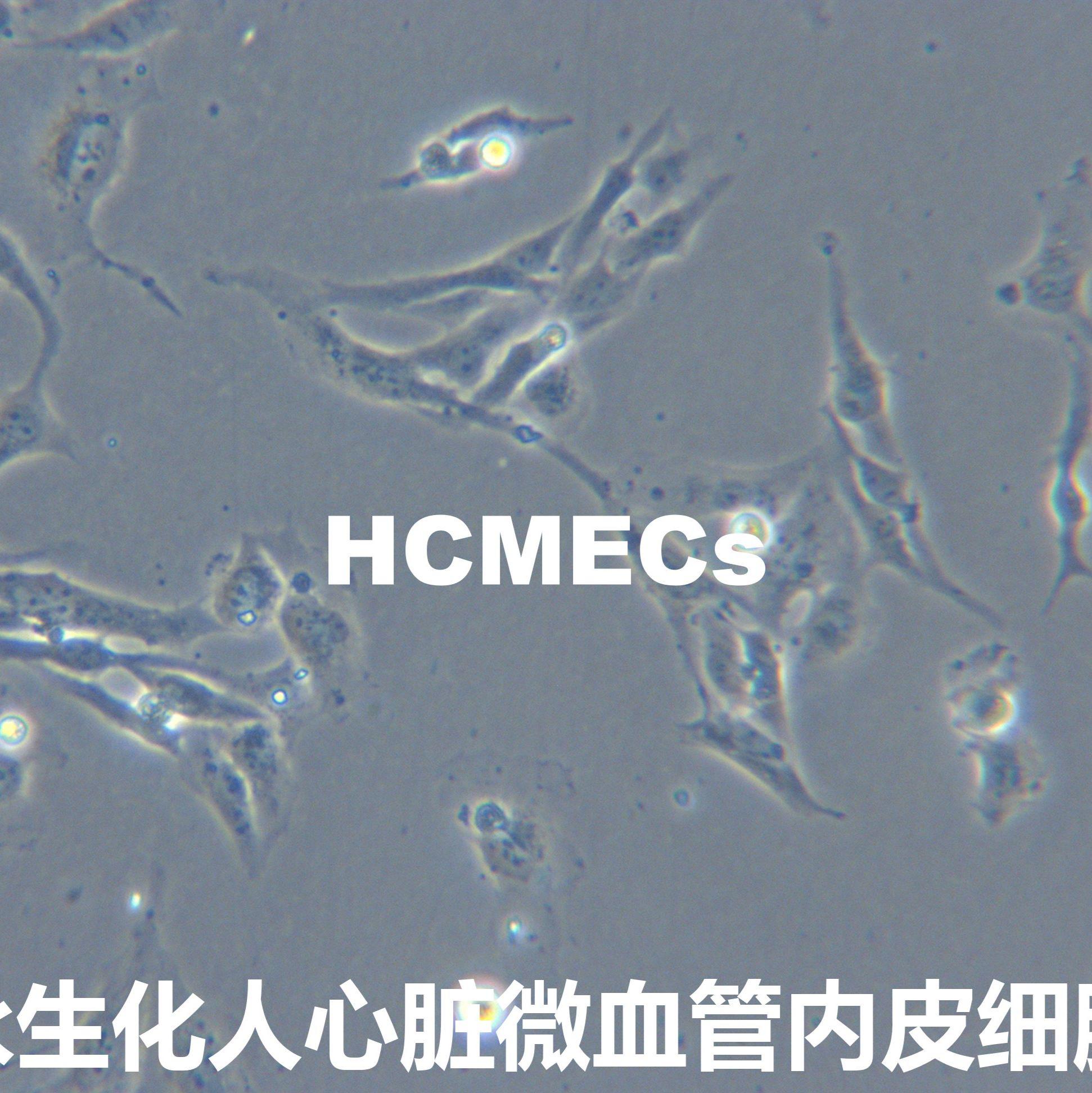 HCMECs永生化心脏微血管内皮细胞