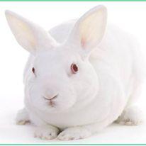 兔多克隆抗体定制