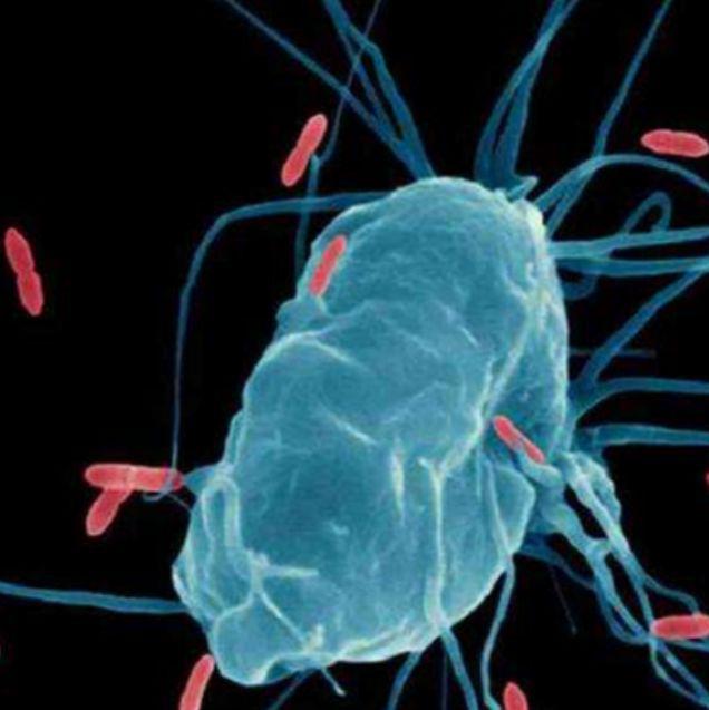 上海细胞共培养实验