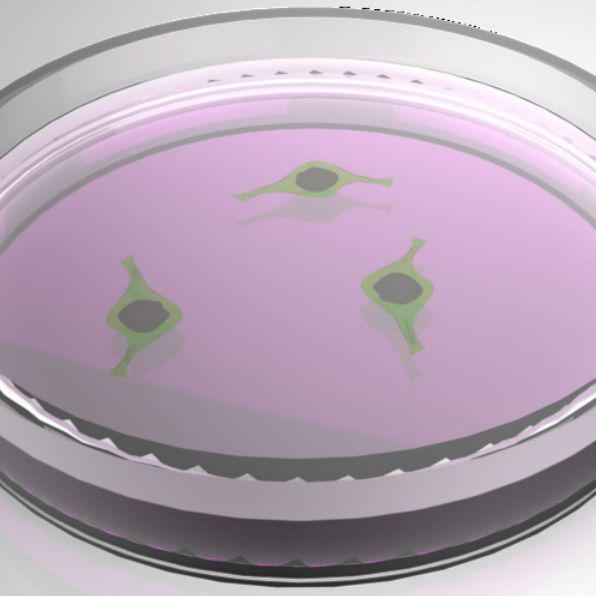 上海细胞培养实验