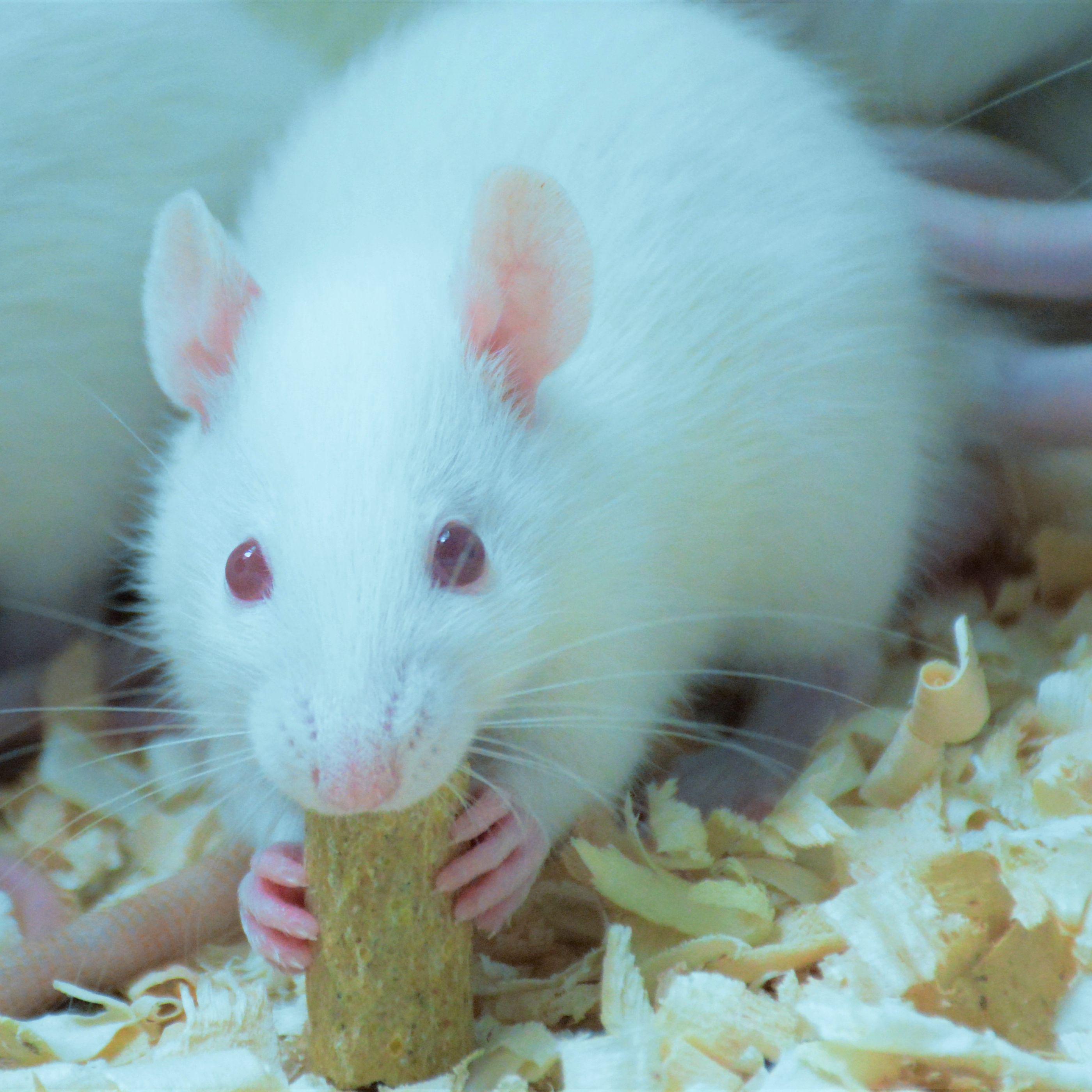 大鼠慢性坐骨神经痛模型构建