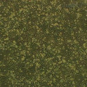 WTRL1 大鼠肺细胞