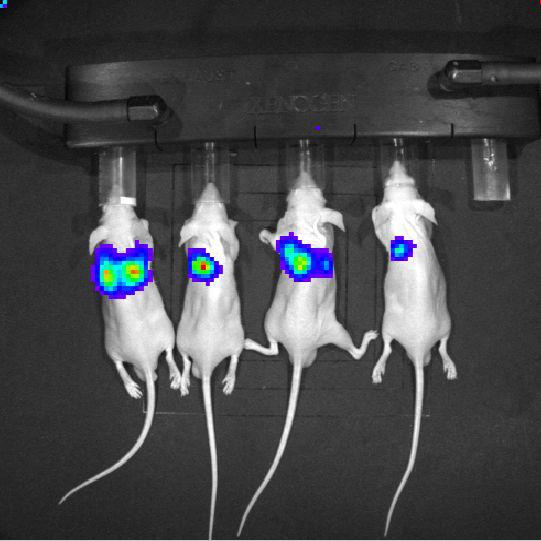 实验外包/生物实验服务