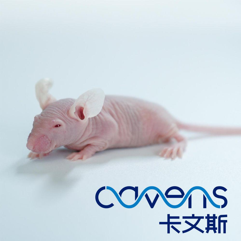 长期供应SPF级 BALB/c-Nude裸鼠