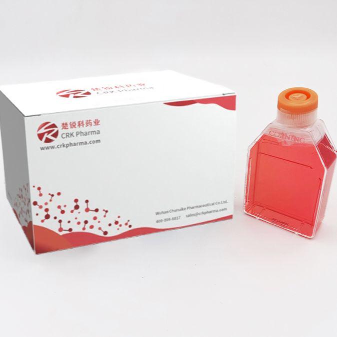 A-673 (人横纹肌肉瘤细胞) (STR鉴定正确)