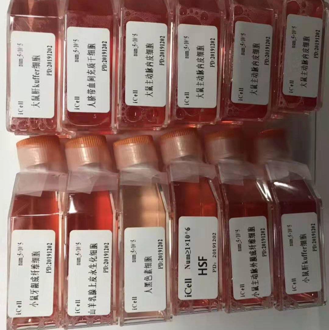 A549/耐药亚株人非小细胞肺癌细胞耐药亚株