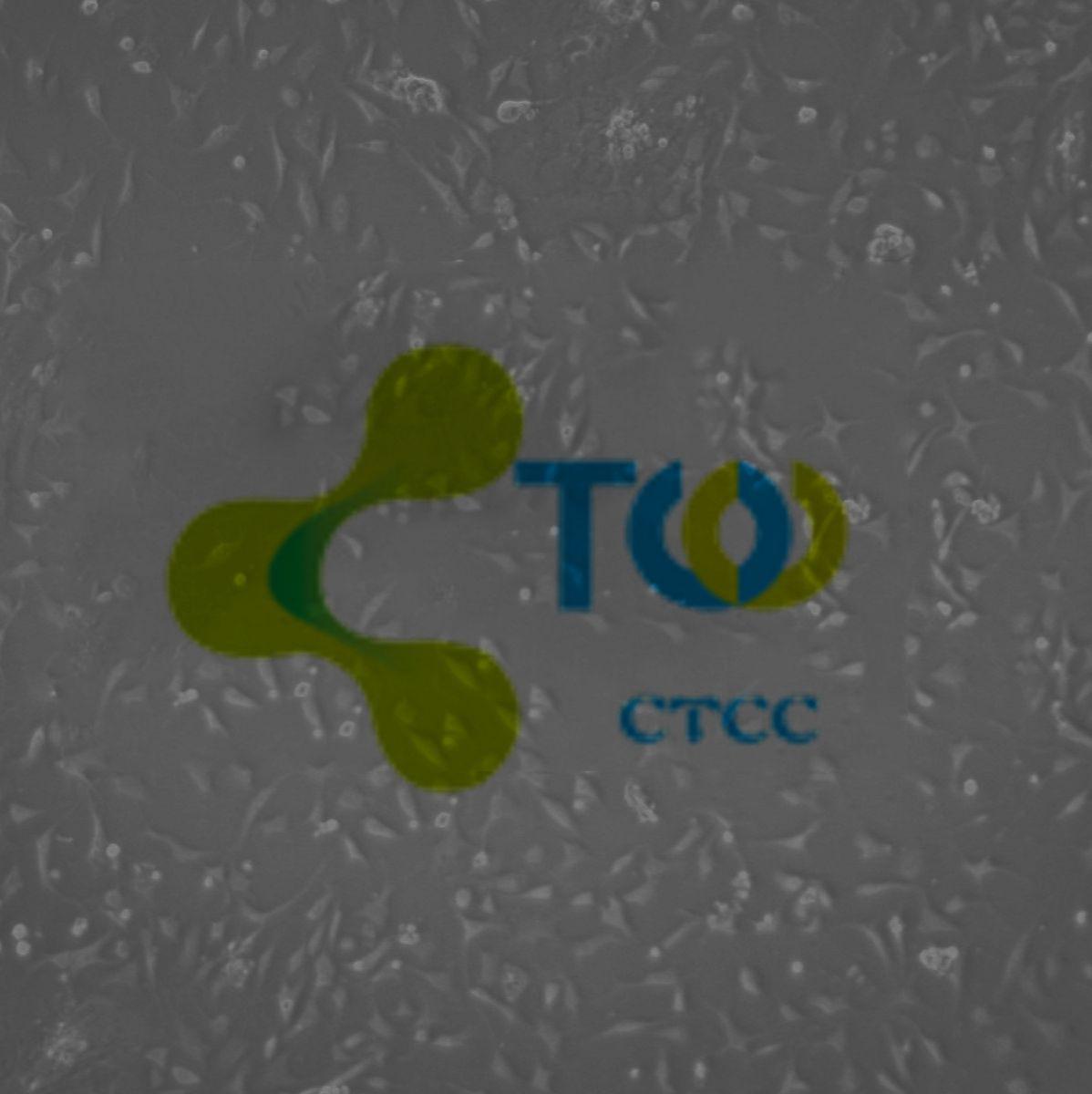 胚胎成纤维细胞