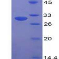 足突蛋白(PDCN)重组蛋白(多属种)