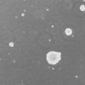 SD大鼠神经干细胞