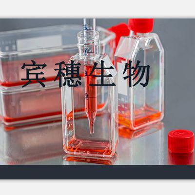H1563;人胚肺复苏传代细胞|配套专用培养基